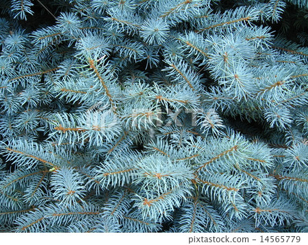 light blue branches of young fur-tree 14565779