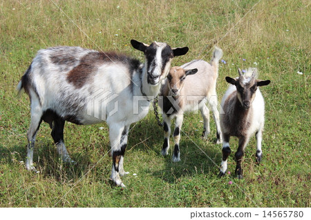 Goat and kid on a pasture Goat and kid on a pasture 14565780