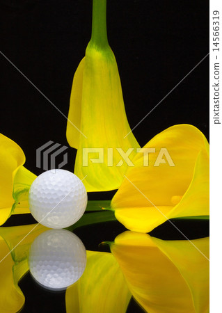 Yellow calla lily and golf ball  14566319