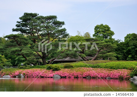 Japanese garden of Showa Memorial Park azalea blooms 14566430