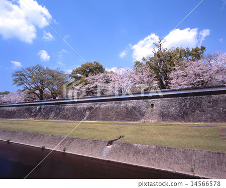 熊本城(又名銀杏城)/“日本三座城堡”/“國家指定特別歷史遺址”/“日本100棵櫻花”的櫻花景觀/“ 熊本城(又名銀杏城)/“日本三座城堡”/“國家指定特別歷史遺址”/“日本100棵櫻花”的櫻花景觀/“ 14566578