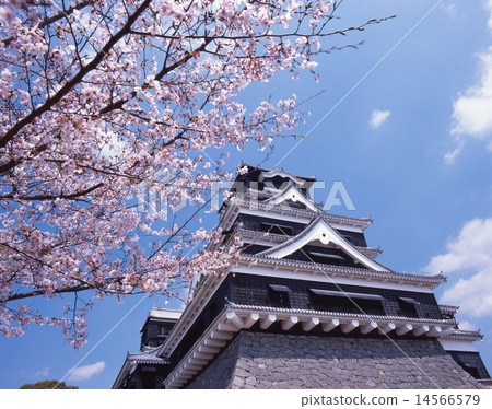Cherry-blossom view of Kumamoto Castle (aka Ginkgo Castle) / "Japan's Three Castles" / "National Designated Special Historic Site" / "100 Cherry Blossoms in Japan" / " 14566579