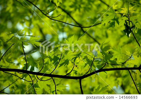 Leaves Leaves 14566693