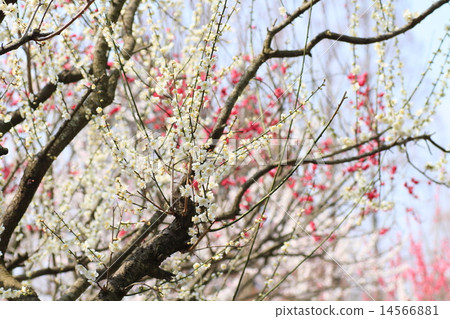 Plum blossom  Plum blossom  14566881