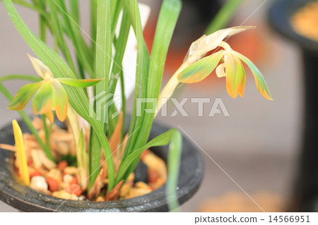春蘭花 14566951