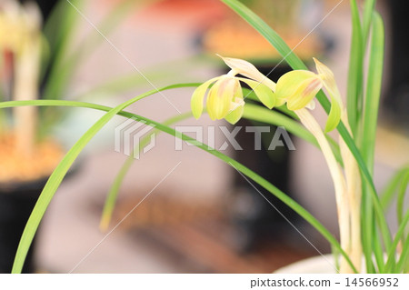 春蘭花 春蘭花 14566952