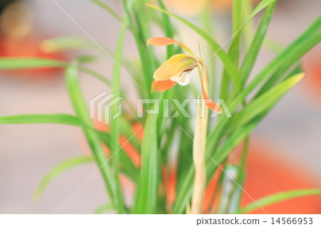 春蘭花 14566953