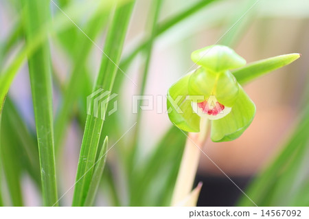 春蘭花 14567092