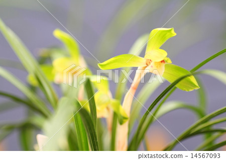 春蘭花 14567093
