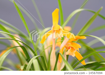 春蘭花 14567094