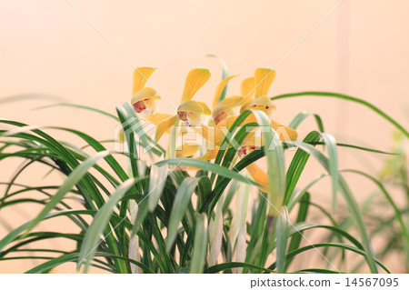 Chunlan flowers 14567095