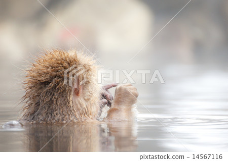 A monkey standing on a open-air hot spring A monkey standing on a open-air hot spring 14567116
