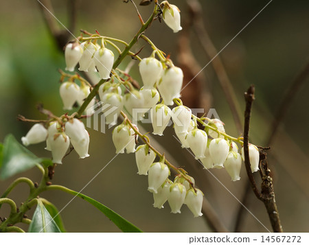 Caterpillar tree Caterpillar tree 14567272