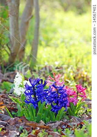 Hyacinth decorating the early spring garden 14567401
