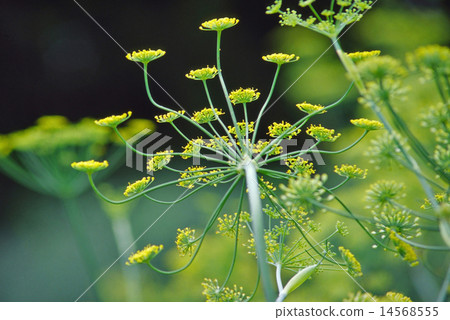 Refreshing early summer fennel 14568555