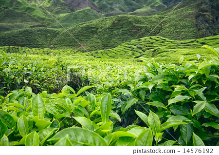 图库照片: closeup of tea and bushes at tea plantation
