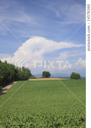 Beat farm Beat farm 14576360
