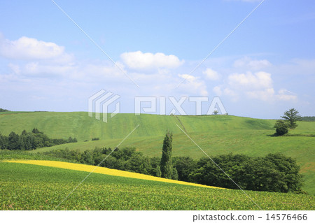 Hill of soybean field Hill of soybean field 14576466