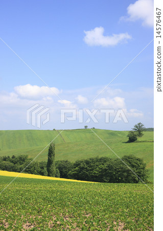 Hill of soybean field Hill of soybean field 14576467