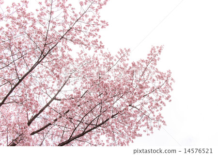 Cherry tree 14576521