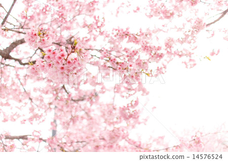 Cherry tree 14576524