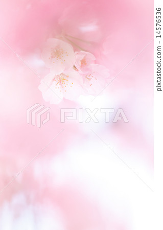 Cherry tree 14576536