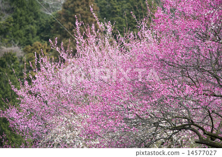 Spring breath Kohome plum white plum 14577027