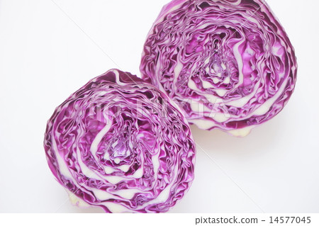 Murasaki捲心菜 Murasaki捲心菜 14577045