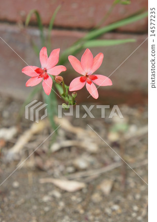 Himehimeigami iris 14577235
