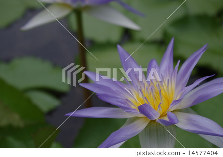 蓮花 蓮花 14577404
