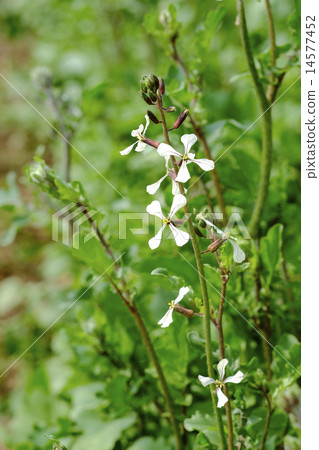 Arugula flowers 14577452