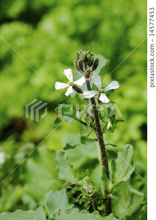 Arugula flowers 14577453