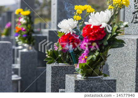 菩薩花和公墓 14577940