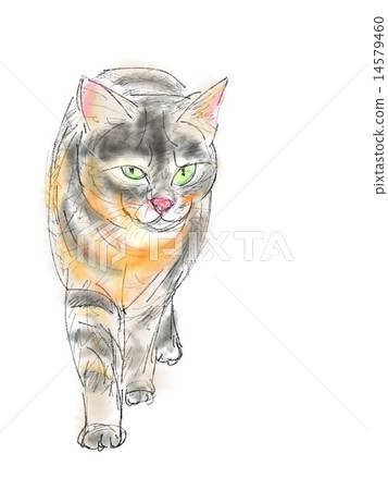 貓的插圖 貓的插圖 14579460