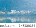 櫻桃樹 14580084