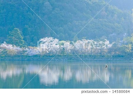 櫻桃樹 14580084