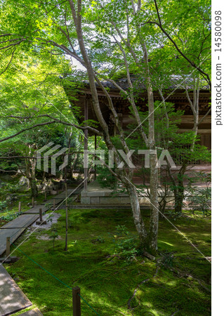 Fresh green of lotus temple 14580098