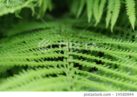 green fern green fern 14580944