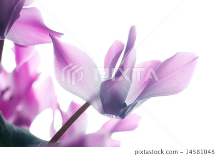 Pink cyclamen flower 14581048