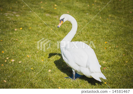 Beautiful white swan walking on the grass 14581467