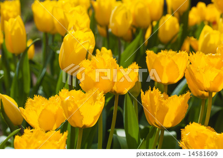 blooming tulips in the spring garden blooming tulips in the spring garden 14581609