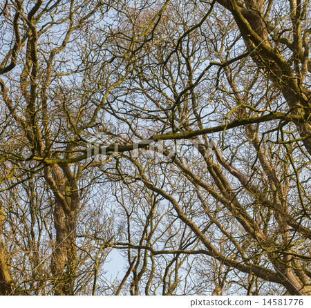 Branches of trees against the sky 14581776