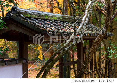 Autumn leaves of lotus temple 14581822