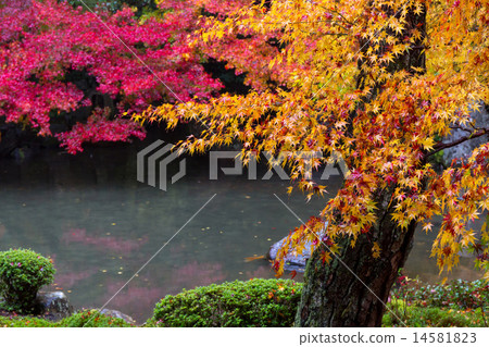 蓮花寺廟秋葉 蓮花寺廟秋葉 14581823