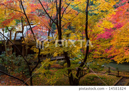 蓮花寺廟秋葉 蓮花寺廟秋葉 14581824