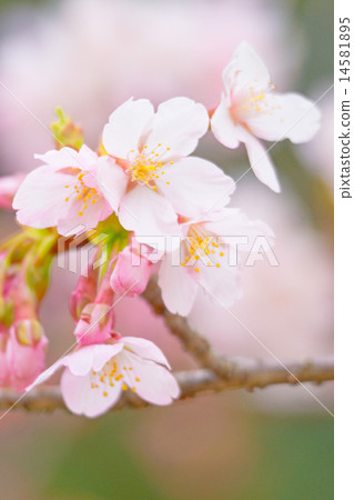 Cherry Blossoms   14581895
