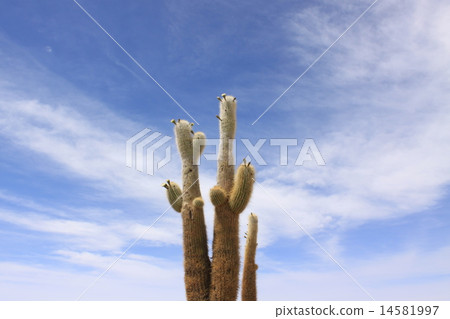 仙人掌 14581997