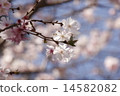 櫻花（花和芽） 14582082