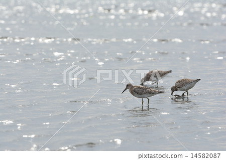 Obashigi of the tideland Obashigi of the tideland 14582087