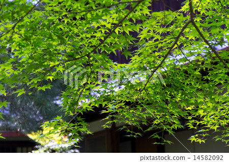 新鮮的綠色 - 藍色聖所怪物軌道 14582092